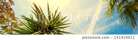 Yucca gigantea in the park. Foliage nature background. Horizontal banner Yucca gigantea in the park. Foliage nature background. Horizontal banner 141429912