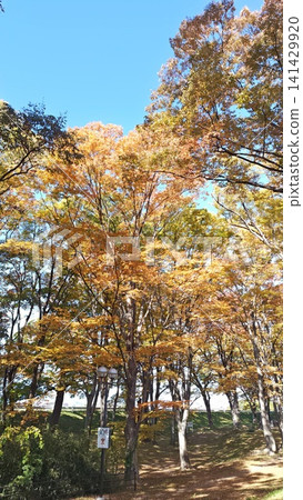 西澤溪谷的紅葉 西澤溪谷的紅葉 141429920