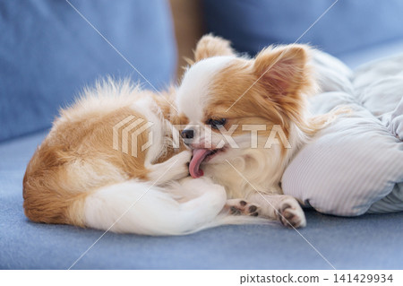A long-haired Chihuahua licking its paws on the sofa. A long-haired Chihuahua licking its paws on the sofa. 141429934