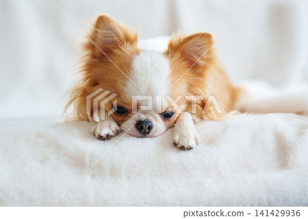 A long-haired Chihuahua lies down with its chin resting on a white blanket. A long-haired Chihuahua lies down with its chin resting on a white blanket. 141429936
