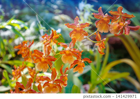 Flowering orchid Cattleya bowringiana in a rainforest. Tropical nature background. Horizontal banner Flowering orchid Cattleya bowringiana in a rainforest. Tropical nature background. Horizontal banner 141429971