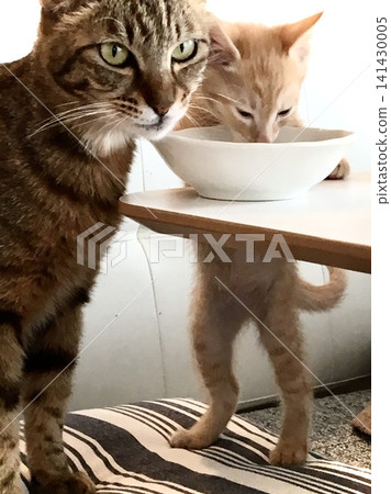 A kitten eating in the dining room and a cat waiting. 141430005