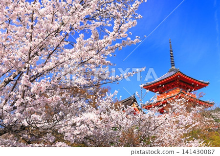 [Kyoto Prefecture] Kiyomizu-dera three-storied pagoda and cherry blossoms in full bloom 141430087