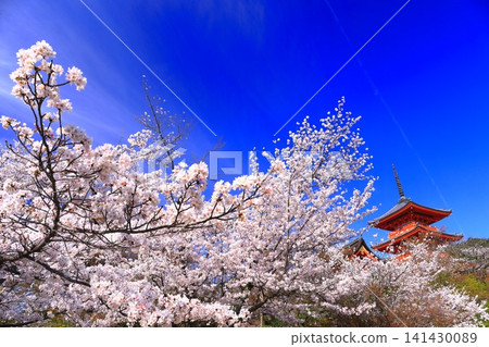 [Kyoto Prefecture] Kiyomizu-dera three-storied pagoda and cherry blossoms in full bloom 141430089