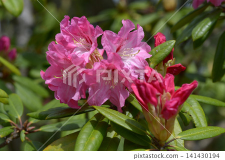 Azaleas, Okuhayade Azaleas, Okuhayade 141430194