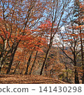 西澤溪谷的紅葉 141430298