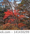 西澤溪谷的紅葉 141430299