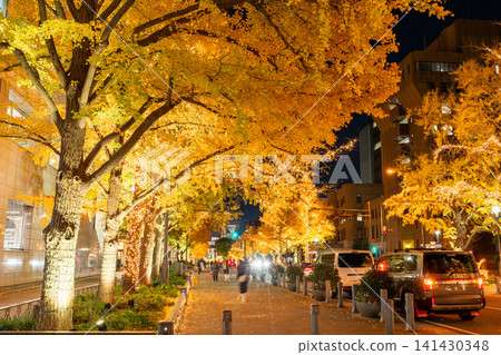 The ginkgo trees lining Nihon-Odori Avenue are illuminated in winter. The ginkgo trees lining Nihon-Odori Avenue are illuminated in winter. 141430348