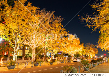 The ginkgo trees lining Nihon-Odori Avenue are illuminated in winter. The ginkgo trees lining Nihon-Odori Avenue are illuminated in winter. 141430352