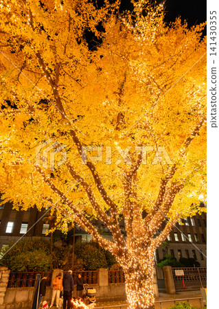 The ginkgo trees lining Nihon-Odori Avenue are illuminated in winter. The ginkgo trees lining Nihon-Odori Avenue are illuminated in winter. 141430355