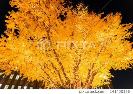 The ginkgo trees lining Nihon-Odori Avenue are illuminated in winter. The ginkgo trees lining Nihon-Odori Avenue are illuminated in winter. 141430356