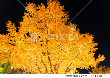 The ginkgo trees lining Nihon-Odori Avenue are illuminated in winter. The ginkgo trees lining Nihon-Odori Avenue are illuminated in winter. 141430358