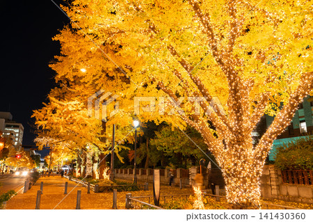 The ginkgo trees lining Nihon-Odori Avenue are illuminated in winter. The ginkgo trees lining Nihon-Odori Avenue are illuminated in winter. 141430360