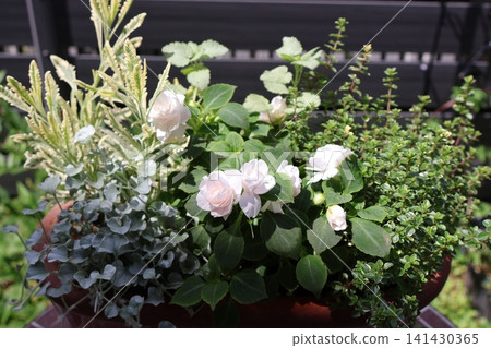 混合種植的重瓣鳳仙花。 混合種植的重瓣鳳仙花。 141430365