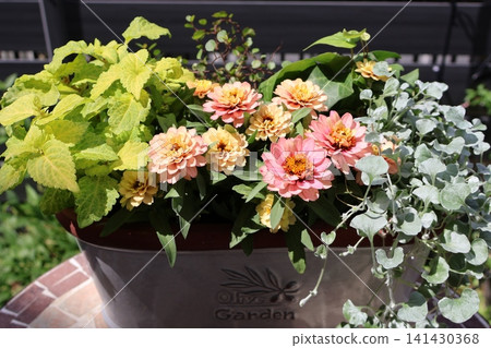 Tropical zinnia mixed planting Tropical zinnia mixed planting 141430368