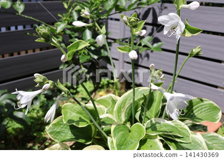 White flowers of variegated hosta White flowers of variegated hosta 141430369
