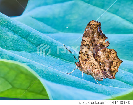 Moth resting on a leaf Moth resting on a leaf 141430388