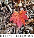 西澤溪谷的紅葉 141430405