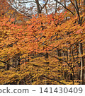 西澤溪谷的紅葉 141430409