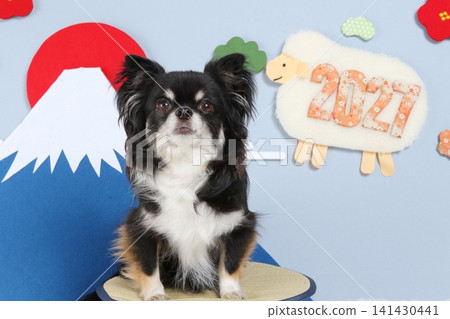 A black Chihuahua looking directly at the camera; New Year's image featuring the first sunrise and plum blossoms. A black Chihuahua looking directly at the camera; New Year's image featuring the first sunrise and plum blossoms. 141430441