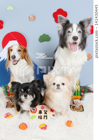 New Year's materials featuring a Kooikerhondje, a Border Collie, and two Chihuahuas 141430445
