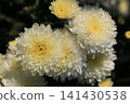 重瓣小菊花 141430538