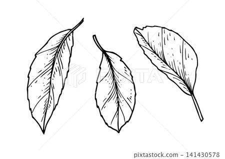 Three fruit leaves line art black ink sketch. Hand drawn apple or plum foliage element for decorative design. Natural leaf illustration for organic branding or seasonal project. Three fruit leaves line art black ink sketch. Hand drawn apple or plum foliage element for decorative design. Natural leaf illustration for organic branding or seasonal project. 141430578