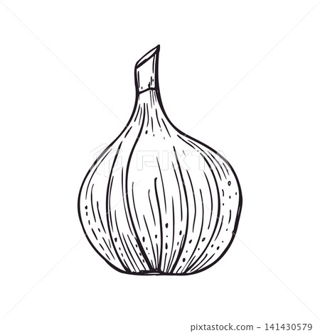 Fig fruit graphic sketch. Hand drawn monochrome fresh pod vector isolated illustration. Culinary ingredient for cooking and healthy diet. Organic food and vegan kitchen graphic. 141430579