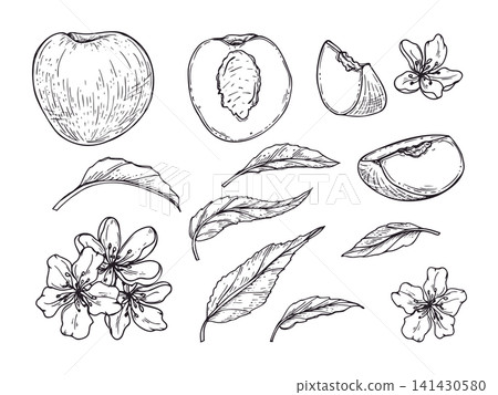 Peach fruit set with leaves and blossom flowers linear drawing. Hand drawn cut and whole fruit, leaf, flower sketch illustration. Botanical organic food elements for menu design and culinary decor Peach fruit set with leaves and blossom flowers linear drawing. Hand drawn cut and whole fruit, leaf, flower sketch illustration. Botanical organic food elements for menu design and culinary decor 141430580
