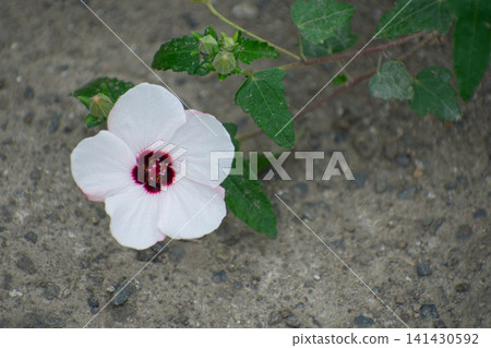 高砂風陽(Yanone Bontenka) 高砂風陽(Yanone Bontenka) 141430592