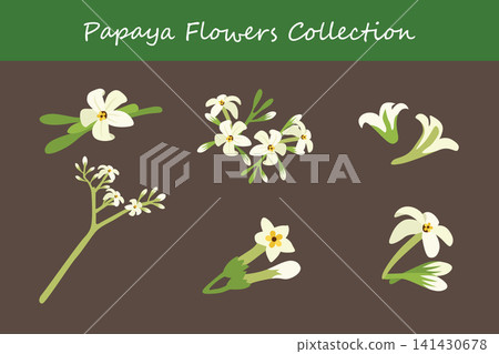 papaya flowers collection papaya flowers collection 141430678
