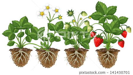 Botanical Vector Illustration of the Strawberry Plant Growth Cycle Botanical Vector Illustration of the Strawberry Plant Growth Cycle 141430701