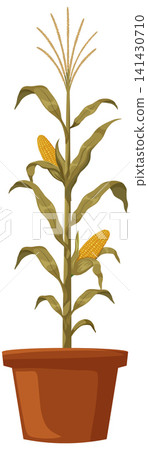 Vector Illustration of a Mature Corn Plant in a Terracotta Pot Vector Illustration of a Mature Corn Plant in a Terracotta Pot 141430710