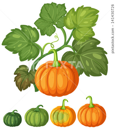 Vector Illustration of Pumpkin Growth Stages with Green Leaves and Vine Vector Illustration of Pumpkin Growth Stages with Green Leaves and Vine 141430726