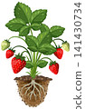 Strawberry Plant Growth Cycle Vector Illustration with Roots and Soil 141430734