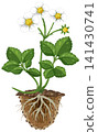 Strawberry Plant Growth Cycle Vector Illustration with Roots and Flowers 141430741