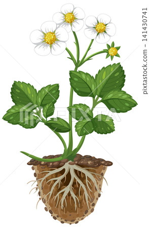 Strawberry Plant Growth Cycle Vector Illustration with Roots and Flowers Strawberry Plant Growth Cycle Vector Illustration with Roots and Flowers 141430741