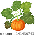 Orange Pumpkin Growing on Vine with Green Leaves Vector Illustration 141430743