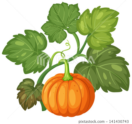 Orange Pumpkin Growing on Vine with Green Leaves Vector Illustration Orange Pumpkin Growing on Vine with Green Leaves Vector Illustration 141430743
