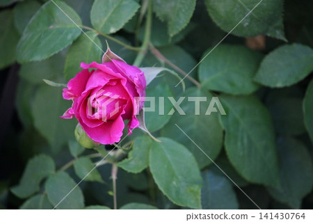 A pale red rose, after the rain. A pale red rose, after the rain. 141430764