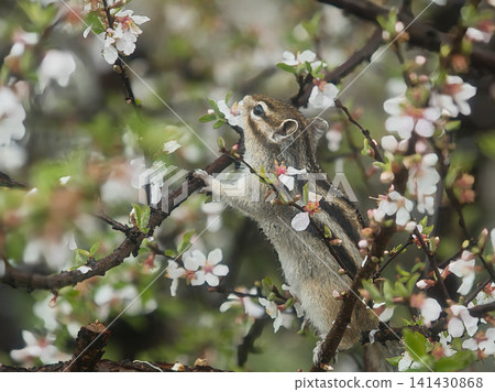 A squirrel eating tree petals A squirrel eating tree petals 141430868