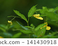 森林地面上盛開著鳳仙花。 141430918