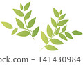Fresh green leaf material exposed to light 141430984