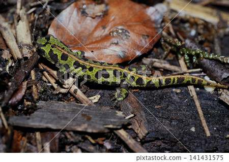 Closeup on avibrant green juvenile French marbled newt, Triturus marmoratus Closeup on avibrant green juvenile French marbled newt, Triturus marmoratus 141431575