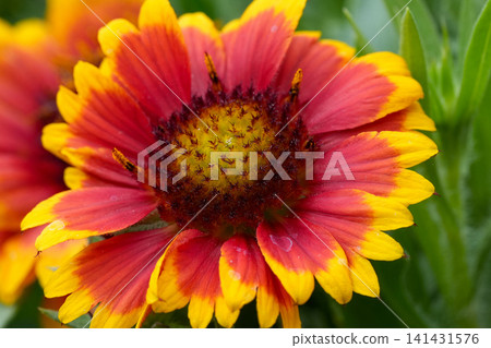Vibrant Red and Yellow Blanket Flower Bloom in Close Up Detail, Showcasing Nature's Beauty and Bright Colors 141431576