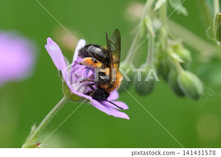 Closeup on a female Gwynne's mining bee , Andrena bicolor feeding on a purple Geranium pyrenaicum flower Closeup on a female Gwynne's mining bee , Andrena bicolor feeding on a purple Geranium pyrenaicum flower 141431578