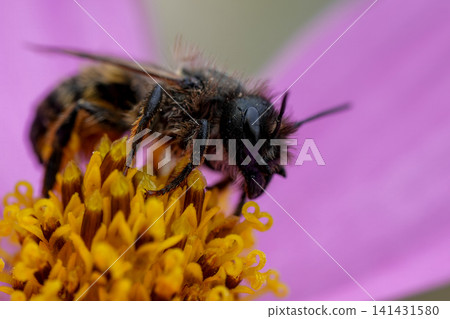 Closeup on a worn female European horned mason bee , Osmia bicornis on a pink Cosmos flower Closeup on a worn female European horned mason bee , Osmia bicornis on a pink Cosmos flower 141431580