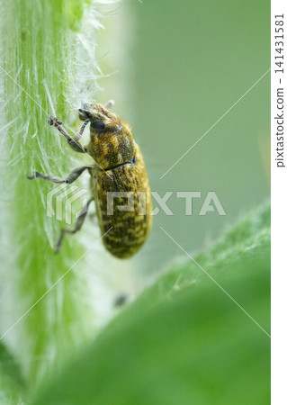 Closeup on a small yellow powdered European Thistle-head weevil , Rhinocyllus conicus Closeup on a small yellow powdered European Thistle-head weevil , Rhinocyllus conicus 141431581
