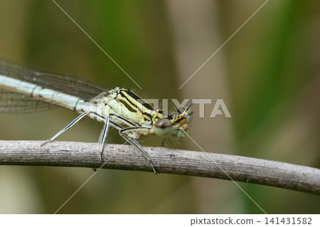 Closeup on a blue featherleg or white-legged damselfly, Platycnemis pennipes Closeup on a blue featherleg or white-legged damselfly, Platycnemis pennipes 141431582