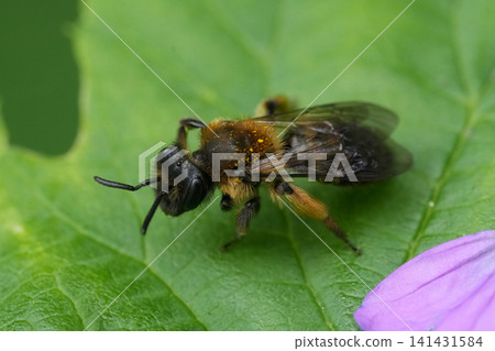 Closeup on a fresh emerged female Gwynne's mining bee, Andrena bicolor resting on a green leaf in the garden Closeup on a fresh emerged female Gwynne's mining bee, Andrena bicolor resting on a green leaf in the garden 141431584